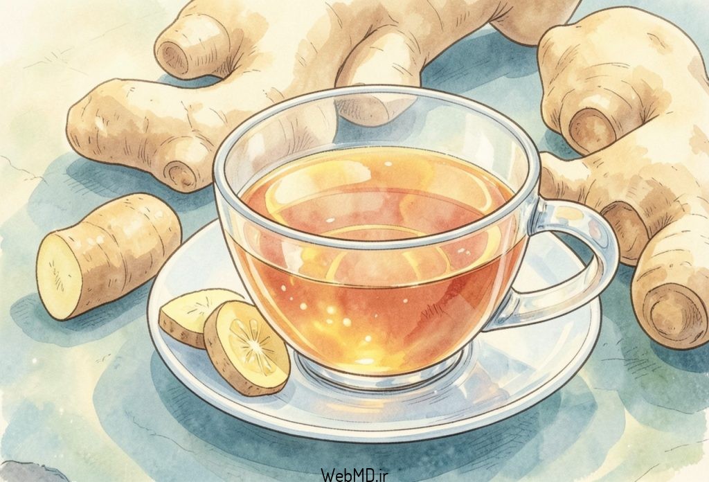 دمنوش زنجبیل از ریشه این گیاه گرمسیری تهیه میشود.